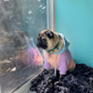 Meet your Posher, Sofia